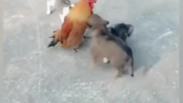 Dog Vs Chicken Fight #03