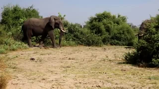 Elephant fighting