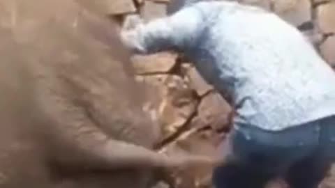 Funny Animal Videos