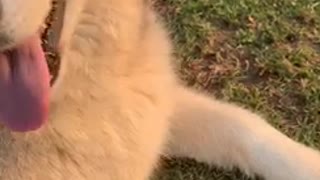 Doggy slap!