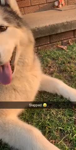 Doggy slap!