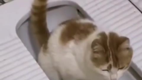 Funny Cats Video