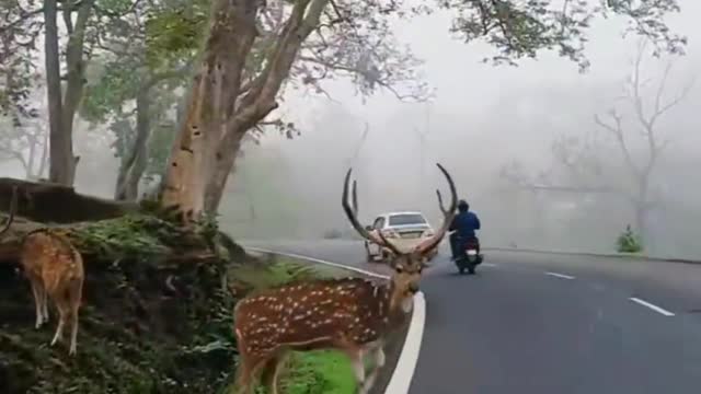 The deer walking on the road