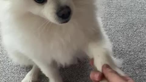 Master of dog barking. So cute my hoppang