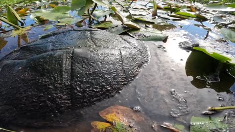 Snapping Turtle