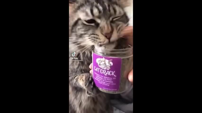 Funny drunk cat 🐈