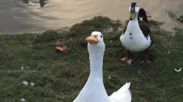 Duck Prodigy Catches Bread Like A CHAMP!!