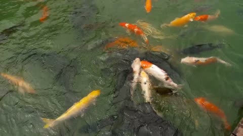 Dolphin swimming in the ocean