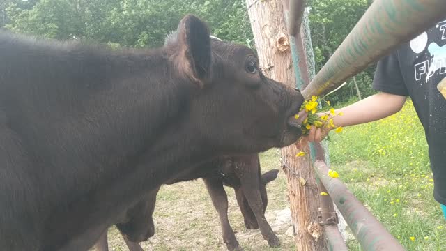 feeding the cattle