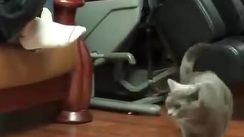 The hairless cat 🐈 attacked his owner crazily.