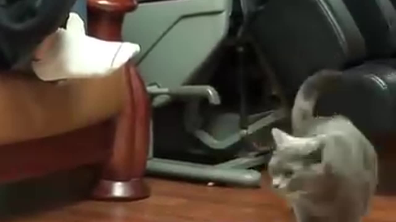 The hairless cat 🐈 attacked his owner crazily.