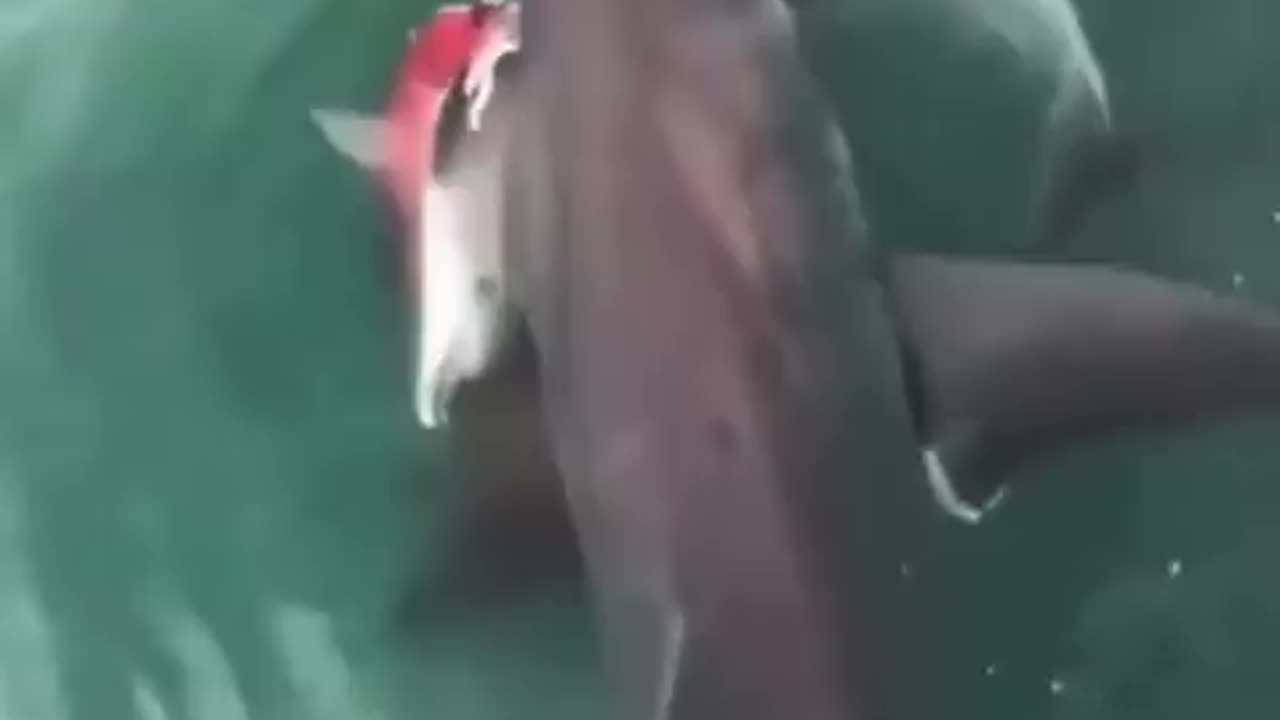 Great white shark spotted with an unfortunate dolphin