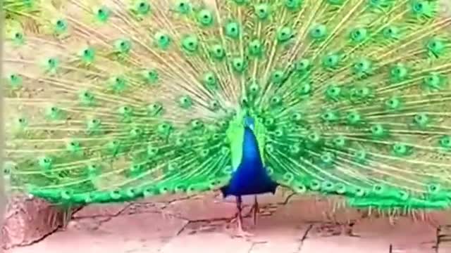 Amazing Funny
