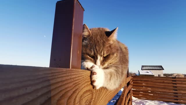 Watch a cat who wants to commit suicide