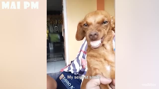 Wanna LAUGH? Watch the BEST FUNNY DOG Videos of the YEAR
