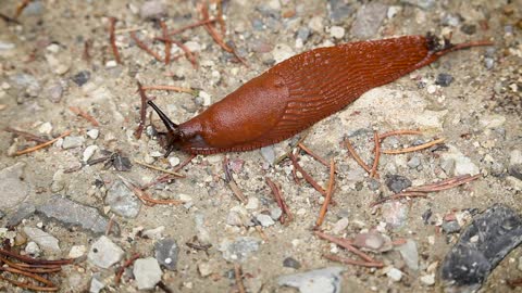 A Slug Crawling On The Ground