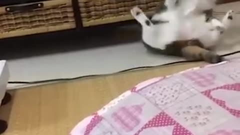 Funniest Cats and Dogs | Funny Animal Videos