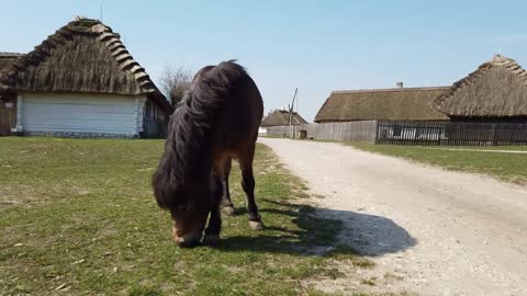 Full shot of horse eating grass in an old European Celtic village of the early 20th century