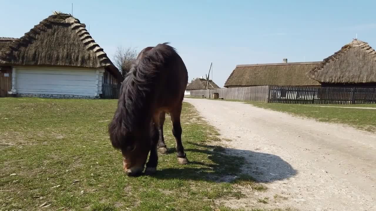 Full shot of horse eating grass in an old European Celtic village of the early 20th century