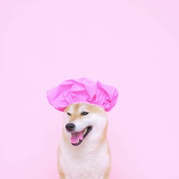 Cute Dog With a Shower Cap--FH