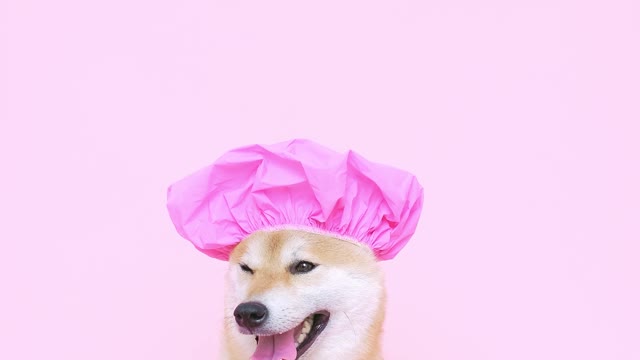 Cute Dog With a Shower Cap--FH