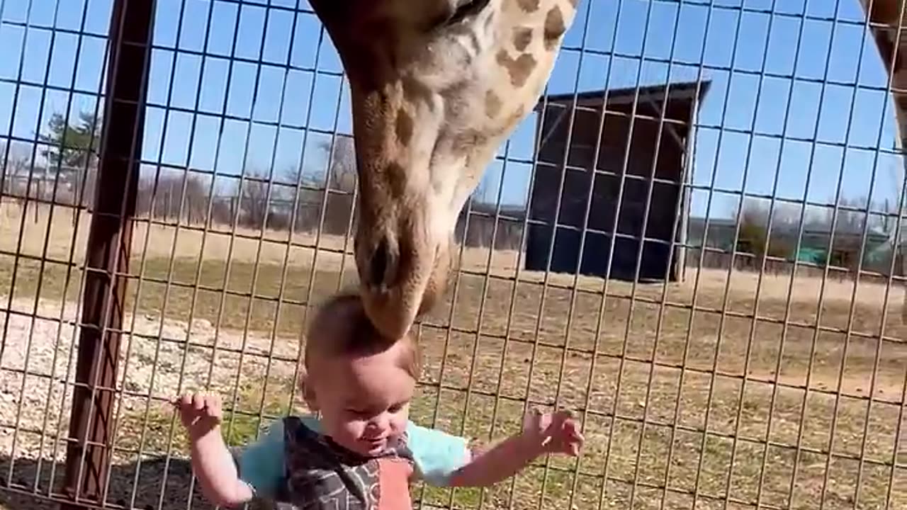 Cute Giraffe Gives Baby Smooches!