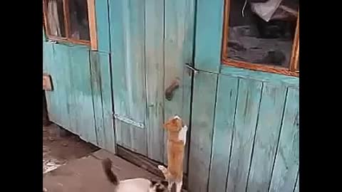 Funny cats clip in 30 sec