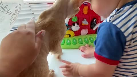 cute baby playing with cat