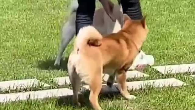 Why are the two dogs quarreling, the owner can't stop it.