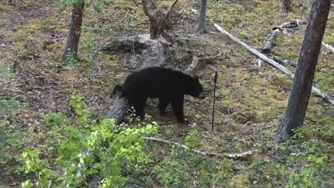 Black Bears Attack Wyndscent System