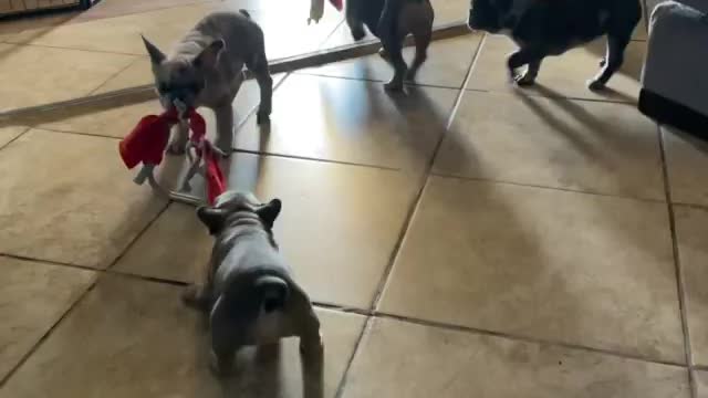 The puppies loves to playing.