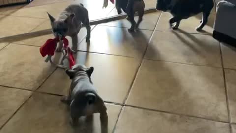 The puppies loves to playing.