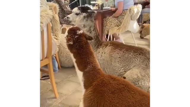 Sheep's in the restorant