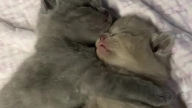 Best Funny Cat video 2022