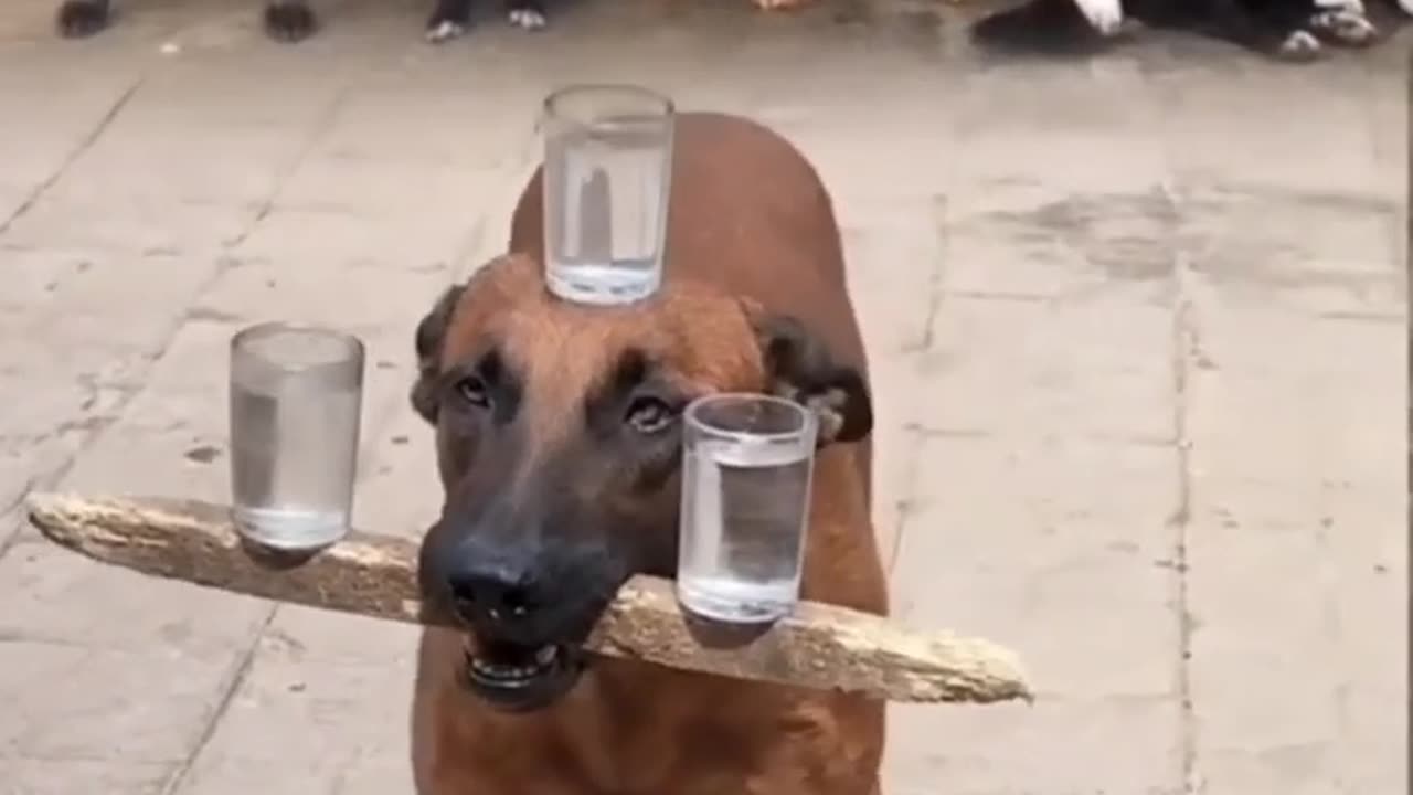 Entraînement des chiens