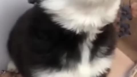 baby husky howling