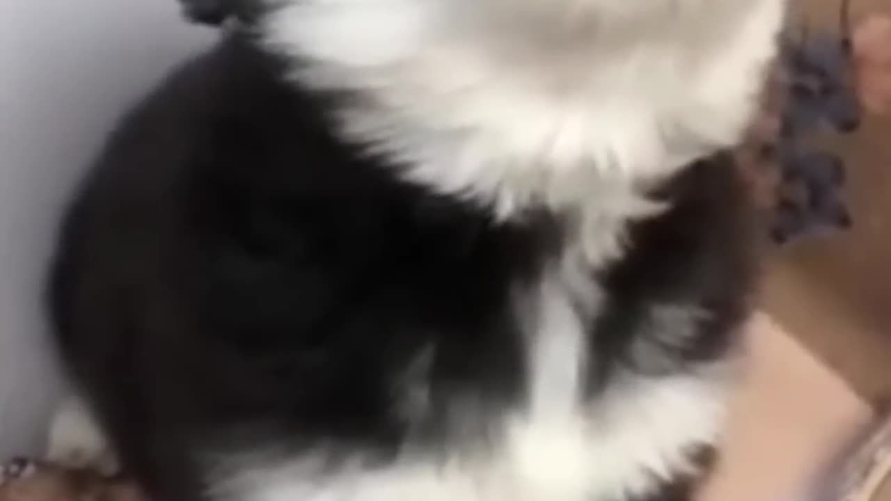 baby husky howling