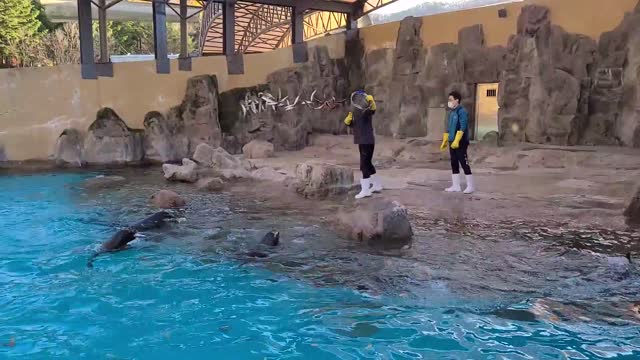 Large seals are eating small fish food.