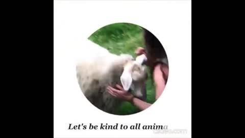 Animal And Human Bonding-Part-IV