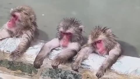 Tired Monkeys