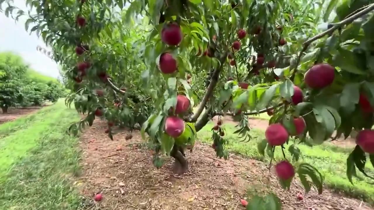 White Peaches Orchards