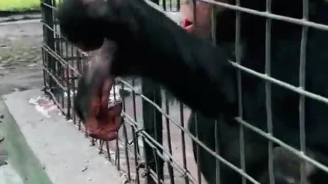 A very thirsty monkey asking for water