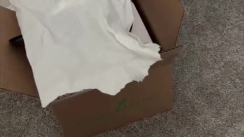 Adopting a Cat from a Shelter Vlog - Precious Piper Playing #shorts