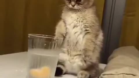 Funny Cat WhatsApp Status