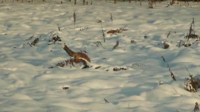 A Fox hunting and Eating