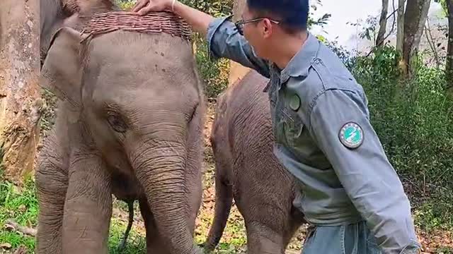 Cute baby elephant playing with the breeder