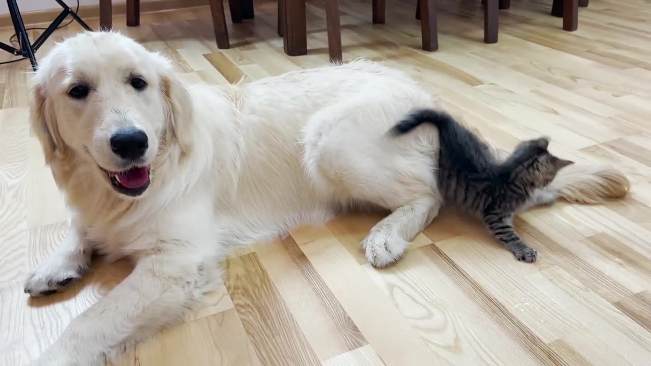 Poor Golden Retriever Attacked by Cute Tiny Kitten