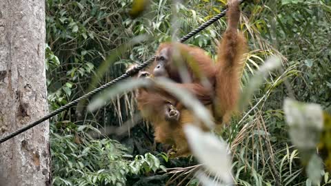 funiest orangutan