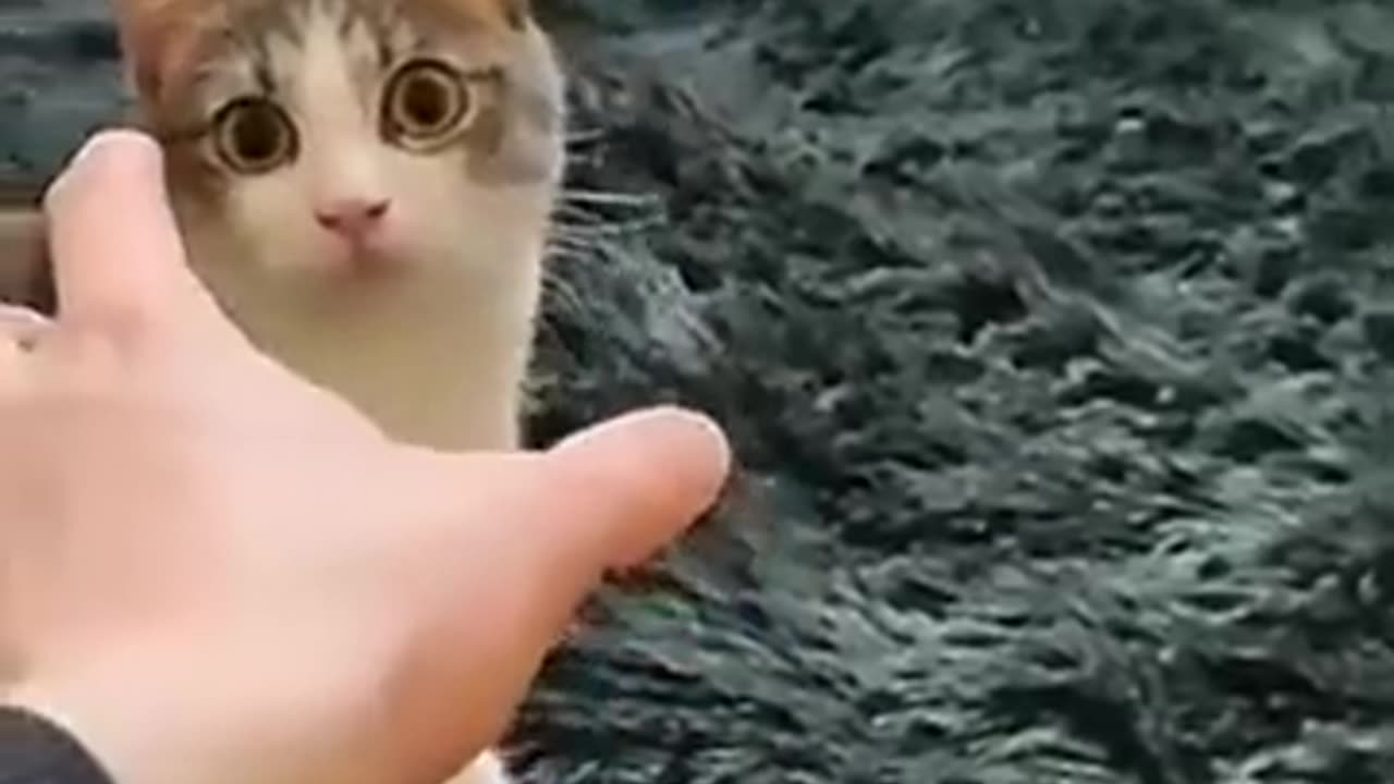 Funny cat videos