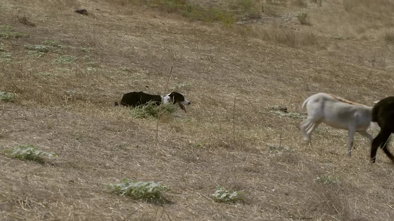 BORDER COLLIE THE WORLD'S SMARTEST DOGS